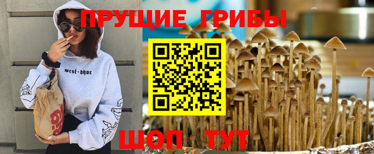 Галлюциногенные грибы Cubensis Калуга